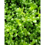 Хеміантус Куба (Hemianthus callitrichoides "Cuba")